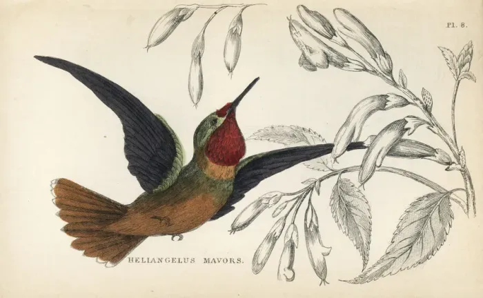 Framed Print : Orange-throated sunangel, Heliangelus mavors Framed Print : Orange-throated sunangel, Heliangelus mavors