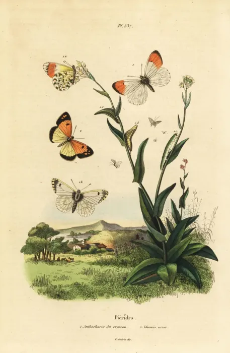 Framed Print : Orange tip and blue-spotted Arab Framed Print : Orange tip and blue-spotted Arab