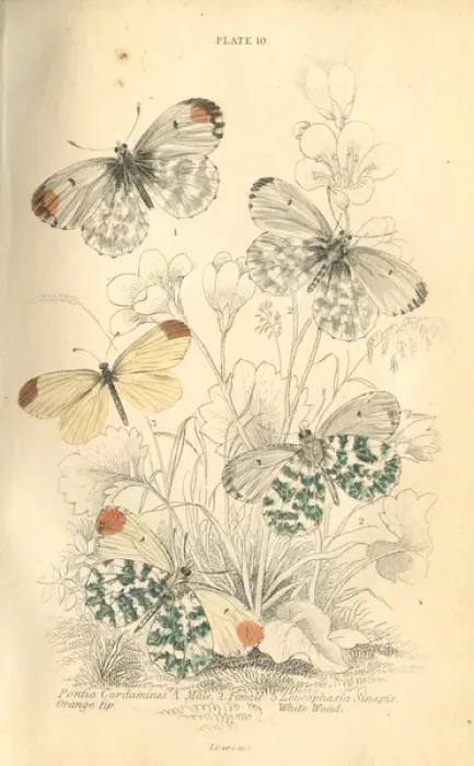 Framed Print : Orange Tip Butterflies Framed Print : Orange Tip Butterflies