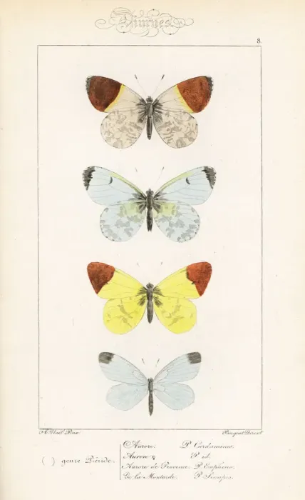 Framed Print : Orange tip, sooty orange tip and wood white Framed Print : Orange tip, sooty orange tip and wood white