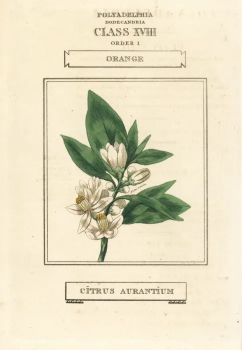 Framed Print : Orange tree, Citrus aurantium Framed Print : Orange tree, Citrus aurantium