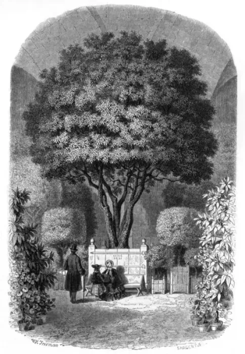 Framed Print : Orange Tree / Versailles Framed Print : Orange Tree / Versailles