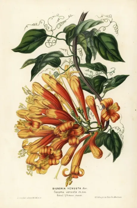 Framed Print : Orange trumpet flower, Pyrostegia venusta Framed Print : Orange trumpet flower, Pyrostegia venusta