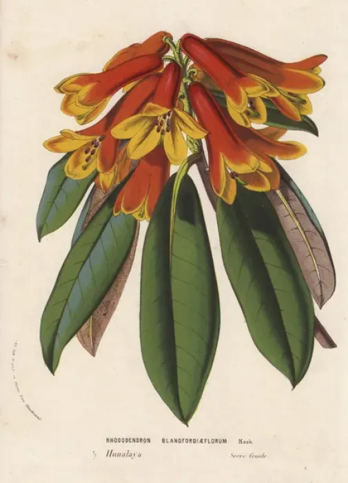 Framed Print : Orange and yellow Blandford-flowered rhododendron Framed Print : Orange and yellow Blandford-flowered rhododendron