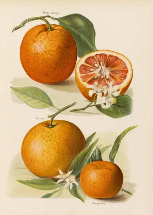 Framed Print : ORANGES. Blood Orange (with blossom). Sustain Tangierine Framed Print : ORANGES. Blood Orange (with blossom). Sustain Tangierine