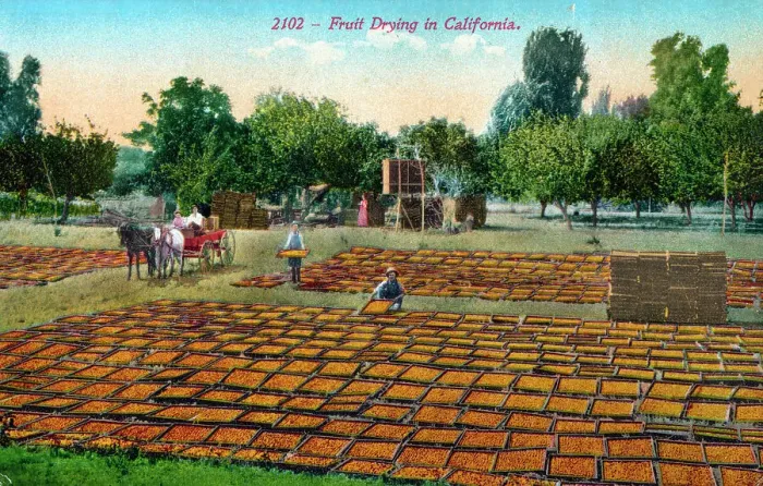 Framed Print : Oranges dried in the sunshine - California, USA Framed Print : Oranges dried in the sunshine - California, USA