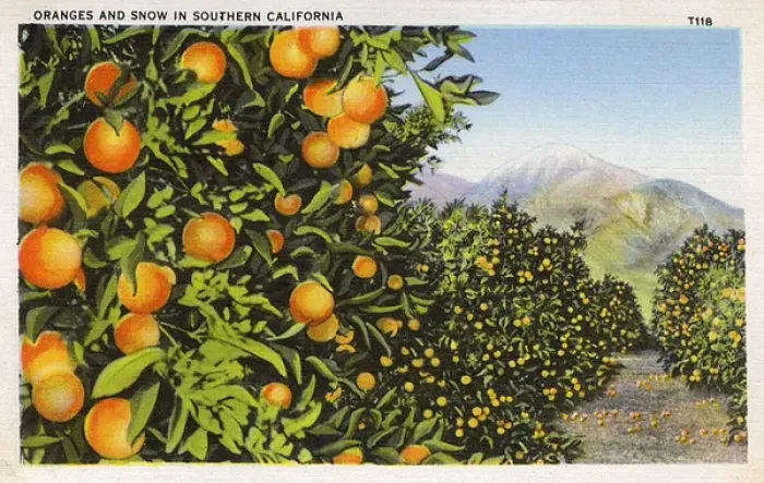 Framed Print : Oranges growing, Southern California, USA