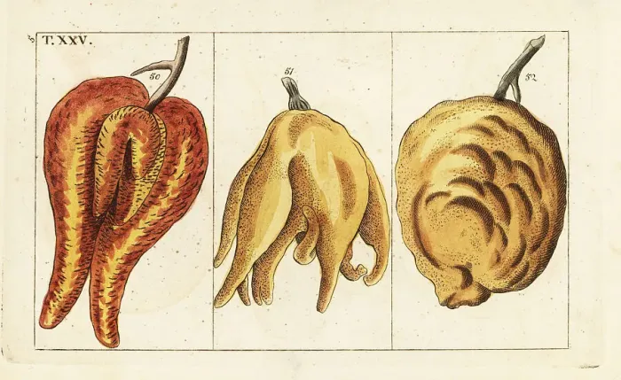 Framed Print : Oranges, misshapen and bulbous forms, Citrus aurantium Framed Print : Oranges, misshapen and bulbous forms, Citrus aurantium