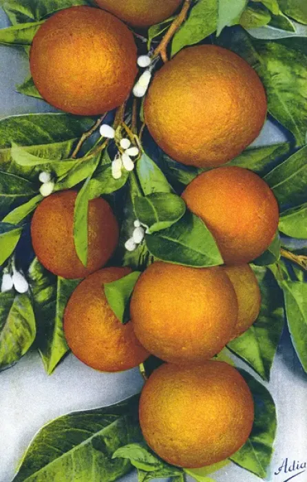 Framed Print : Oranges / Photograph Framed Print : Oranges / Photograph