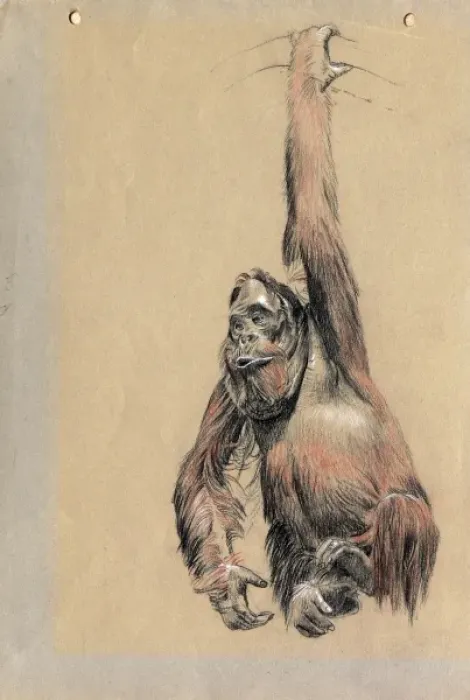 Framed Print : An Orangutan Framed Print : An Orangutan
