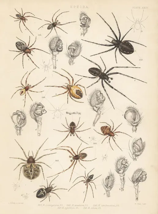 Framed Print : Orbweaver spiders Framed Print : Orbweaver spiders