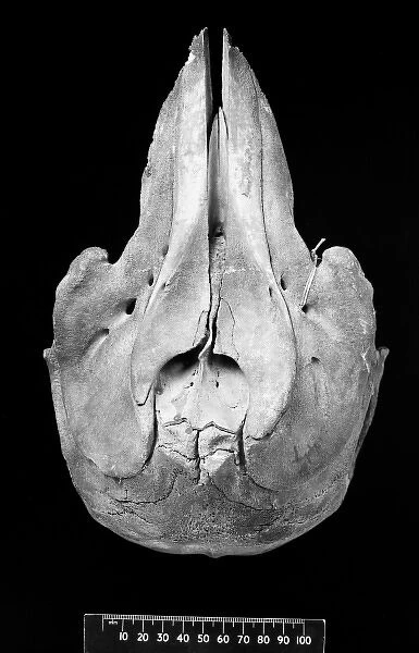 Orcaella brevirostris, Irrawaddy dolphin