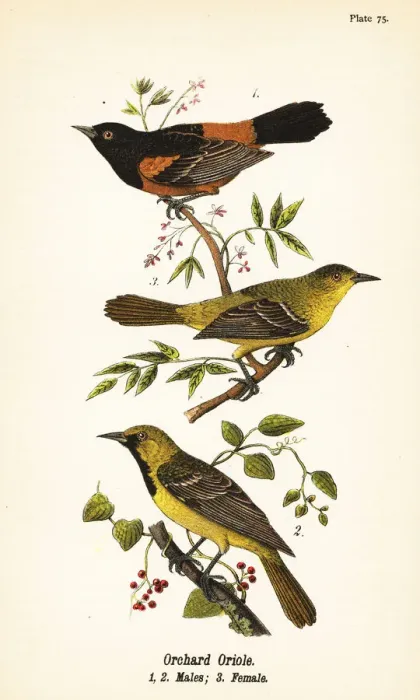 Framed Print : Orchard oriole, Icterus spurius Framed Print : Orchard oriole, Icterus spurius