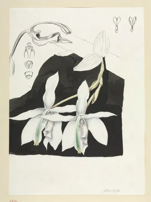 Framed Print : Orchid. Watercolour by Robert Schomburgk, 1840s Date: 1840 Framed Print : Orchid. Watercolour by Robert Schomburgk, 1840s Date: 1840