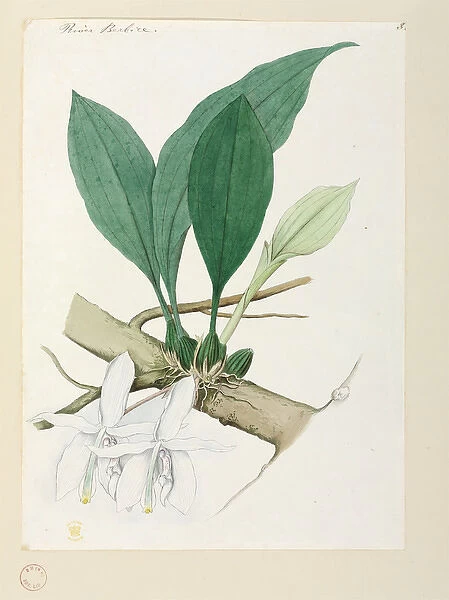 Orchid. Watercolour by Robert Schomburgk, 1840s Date: 1840