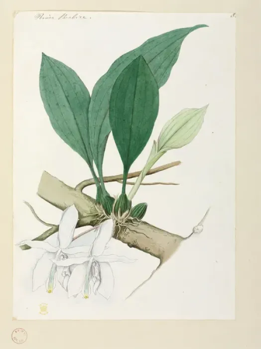 Framed Print : Orchid. Watercolour by Robert Schomburgk, 1840s Date: 1840 Framed Print : Orchid. Watercolour by Robert Schomburgk, 1840s Date: 1840