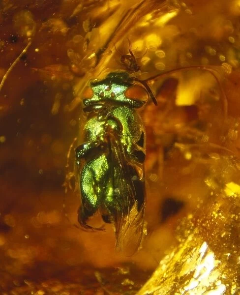 Orchid bee in copal