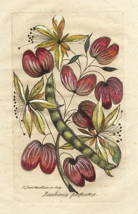 Framed Print : Orchid tree or camel's foot, Bauhinia purpurea Framed Print : Orchid tree or camel's foot, Bauhinia purpurea