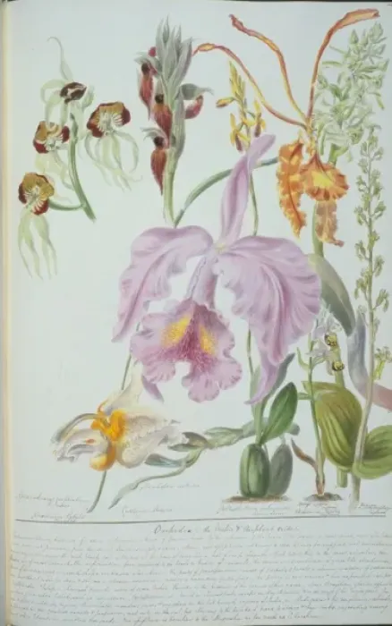 Framed Print : Orchideae. Plate 155 from The Chief Natural Orders of Plants (1849) Framed Print : Orchideae. Plate 155 from The Chief Natural Orders of Plants (1849)