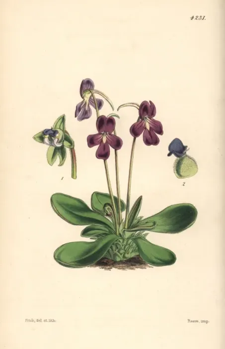 Framed Print : Orchis-like butterwort, Pinguicula orchidioides Framed Print : Orchis-like butterwort, Pinguicula orchidioides