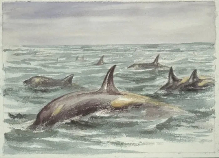 Framed Print : Orcinus orca, orca Framed Print : Orcinus orca, orca