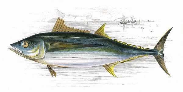 Orcynus germon, or Long-Finned Tunny