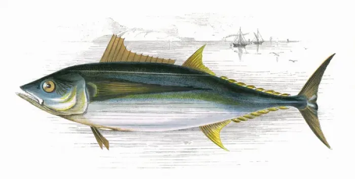 Framed Print : Orcynus germon, or Long-Finned Tunny Framed Print : Orcynus germon, or Long-Finned Tunny