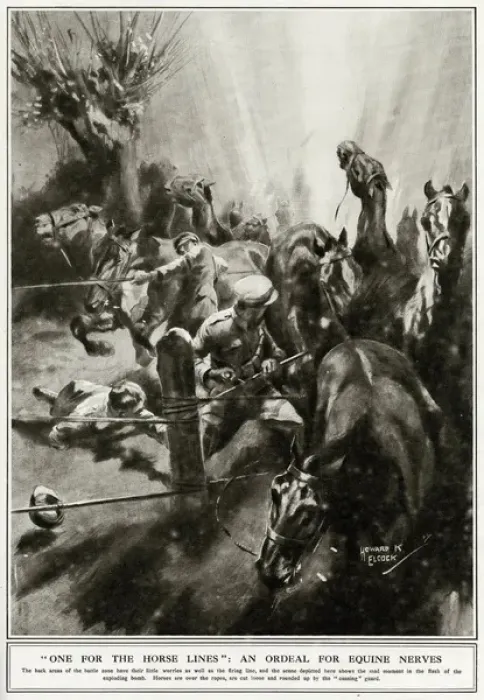 Framed Print : Ordeal for horses on the Western Front, 1917 Framed Print : Ordeal for horses on the Western Front, 1917