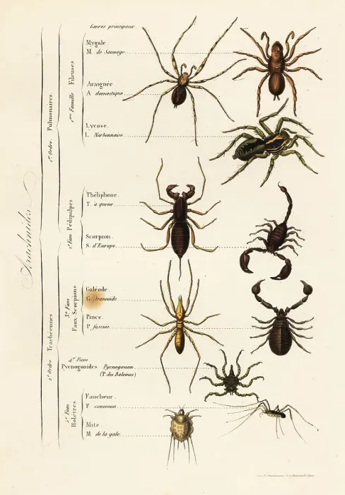 Framed Print : Orders of Arachnids Framed Print : Orders of Arachnids