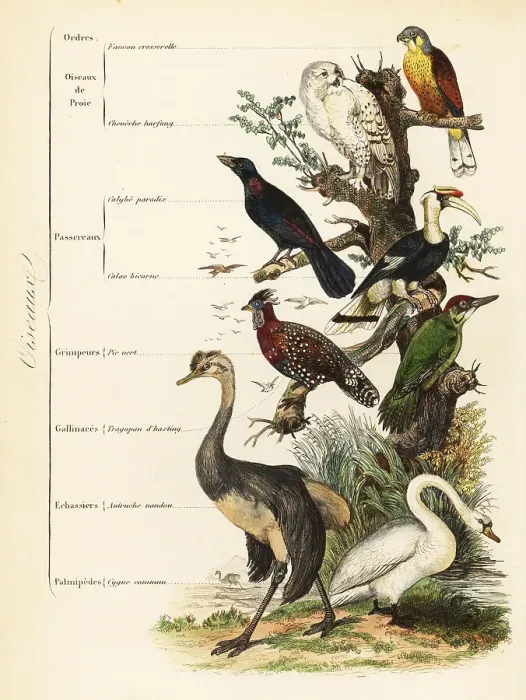 Framed Print : Orders of Birds