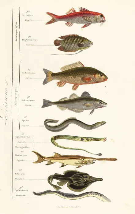 Framed Print : Orders of fish Framed Print : Orders of fish