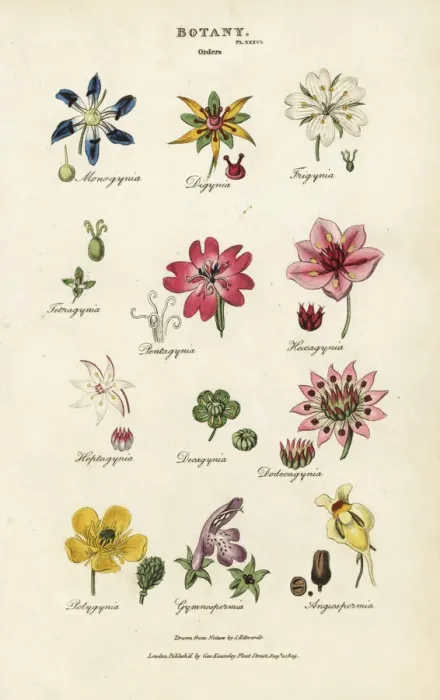 Framed Print : Orders of flowers: Monogynia, Digynia, Trigynia Framed Print : Orders of flowers: Monogynia, Digynia, Trigynia