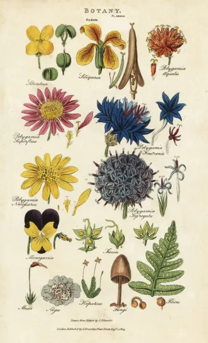 Framed Print : Orders of flowers: Siliculosa, Seliquosa Framed Print : Orders of flowers: Siliculosa, Seliquosa