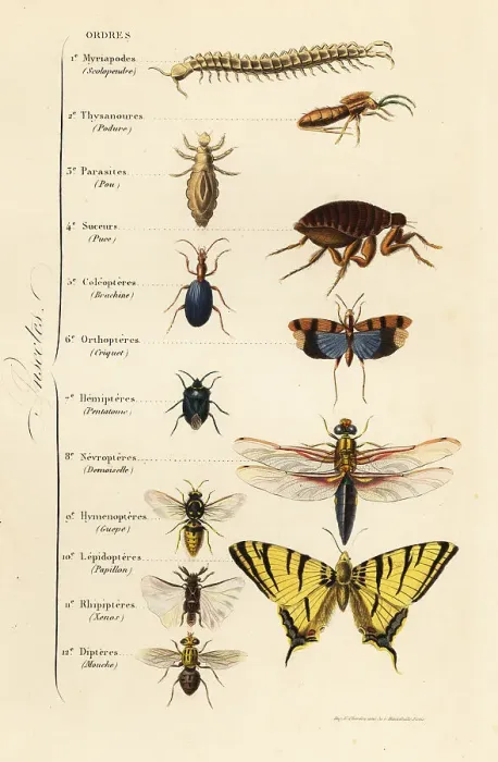 Framed Print : Orders of Insects Framed Print : Orders of Insects