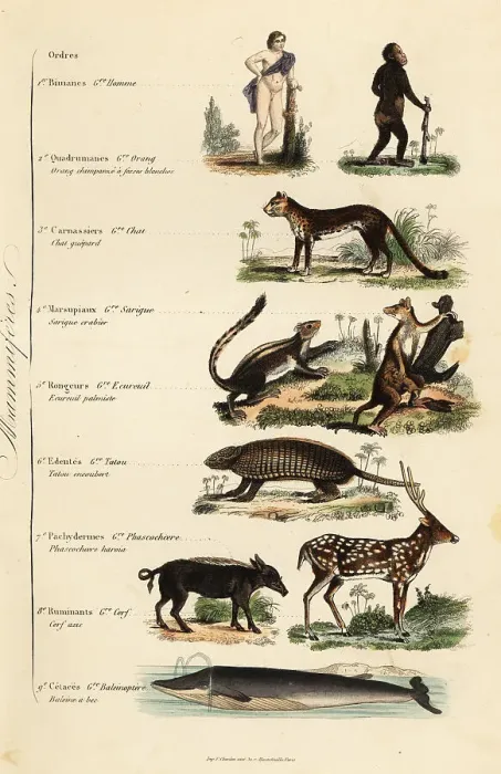 Framed Print : Orders of Mammals Framed Print : Orders of Mammals
