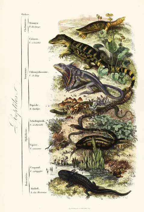 Framed Print : Orders of reptiles Framed Print : Orders of reptiles