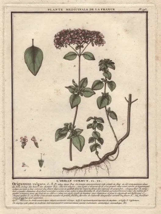 Framed Print : Oregano, Origanum vulgare Framed Print : Oregano, Origanum vulgare