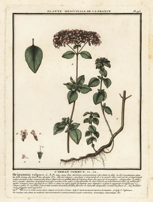 Framed Print : Oregano or wild marjoram, Origanum vulgare Framed Print : Oregano or wild marjoram, Origanum vulgare
