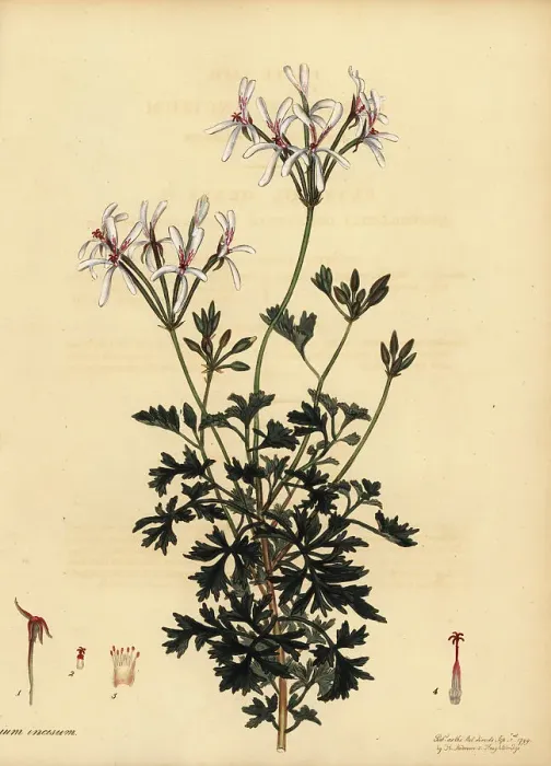 Framed Print : Oregon cranesbill, Geranium oreganum Framed Print : Oregon cranesbill, Geranium oreganum