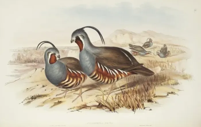 Framed Print : Oreortyx pictus, mountain quail Framed Print : Oreortyx pictus, mountain quail