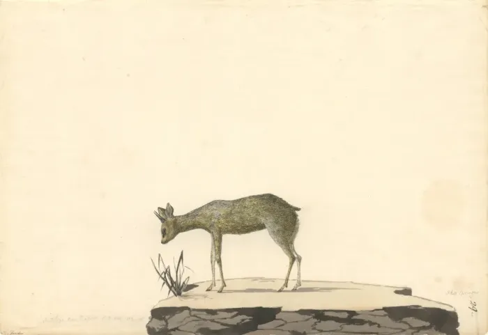 Framed Print : Oreotragus oreotragus, klipspringer Framed Print : Oreotragus oreotragus, klipspringer