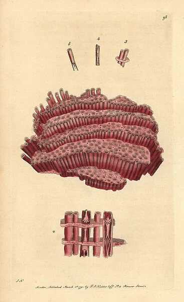 Organ-pipe coral, Tubipora musica