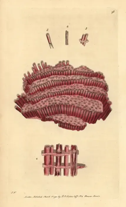 Framed Print : Organ-pipe coral, Tubipora musica Framed Print : Organ-pipe coral, Tubipora musica