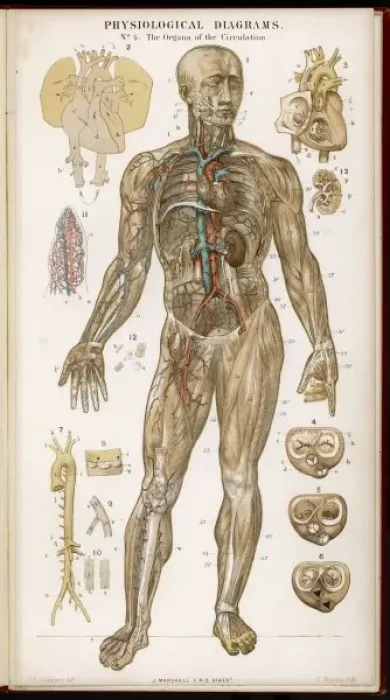 Framed Print : Organs of Circulation Framed Print : Organs of Circulation