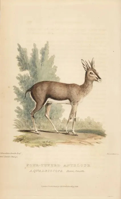 Framed Print : Oribi, Ourebia ourebi quadriscopa Framed Print : Oribi, Ourebia ourebi quadriscopa