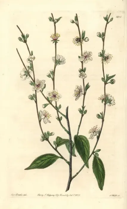Framed Print : Oriental bush cherry, Cerasus japonica