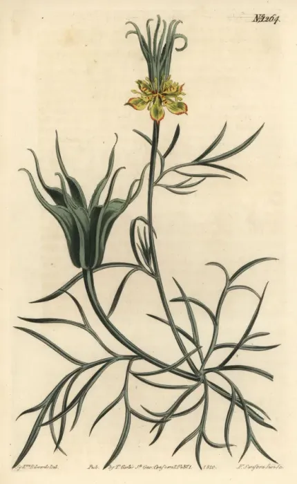 Framed Print : Oriental fennel-flower, Nigella orientalis