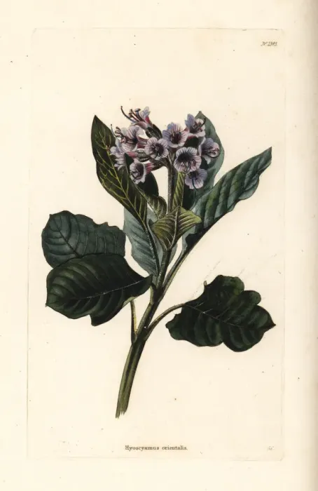 Framed Print : Oriental henbane, Physochlaina orientalis Framed Print : Oriental henbane, Physochlaina orientalis