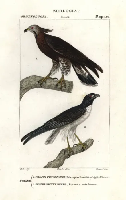 Framed Print : Oriental honey buzzard, Pernis ptilorhyncus Framed Print : Oriental honey buzzard, Pernis ptilorhyncus