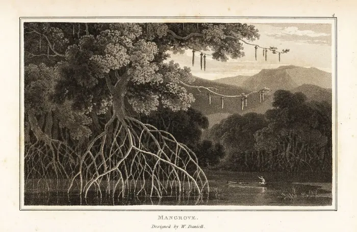 Framed Print : Oriental mangrove, Bruguiera gymnorhiza, in an Asian swamp